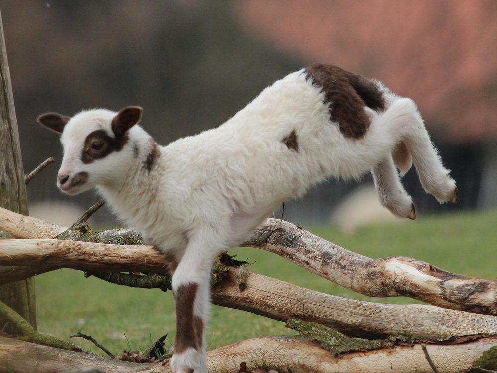 drentse heideschapen