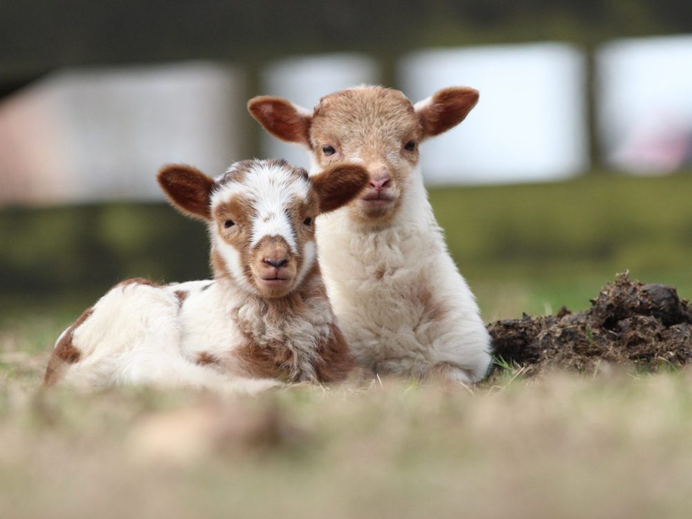 drentse heideschapen
