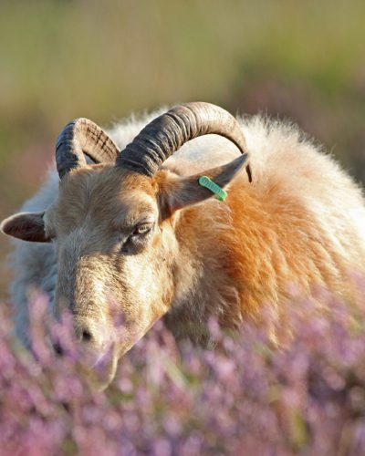 drentse heideschapen
