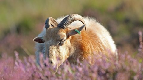 Flora en fauna: Drentse heideschapen