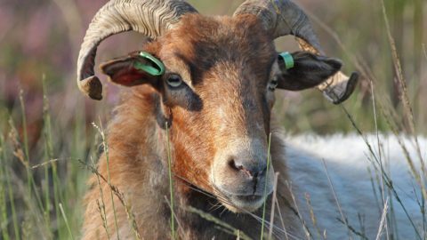 drentse heideschapen