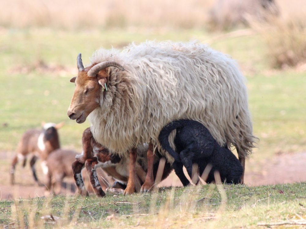 drentse heideschapen