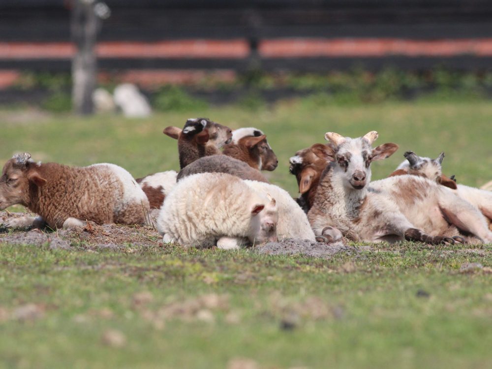 drentse heideschapen