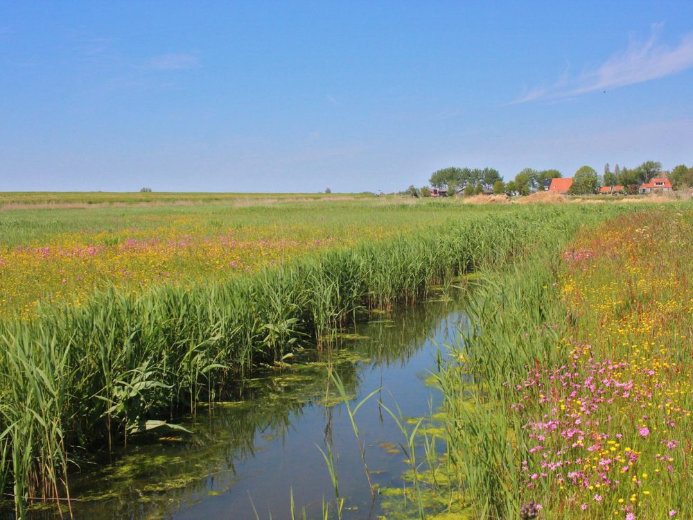 dyksfearten piaam