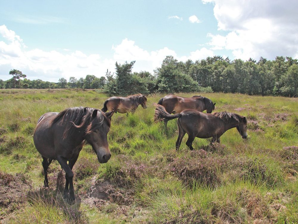 exmoorpony's