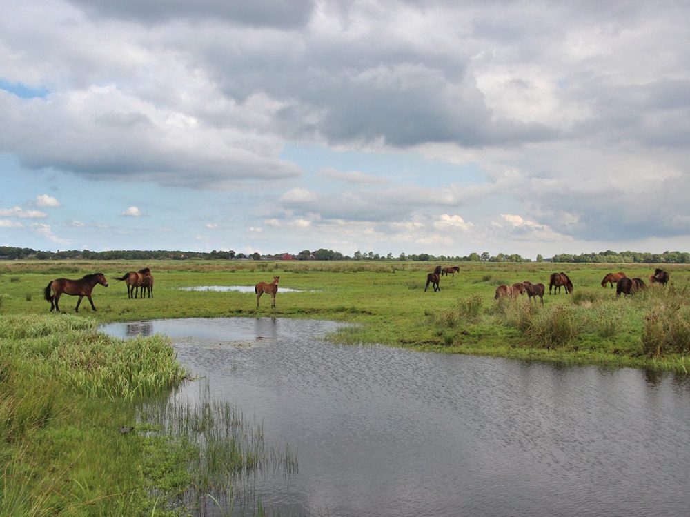 ryptsjerskerpolder grutte wielen