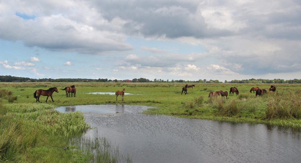 ryptsjerskerpolder grutte wielen