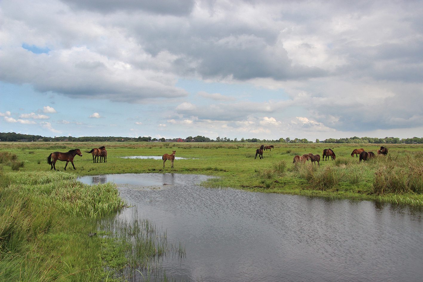 ryptsjerskerpolder grutte wielen