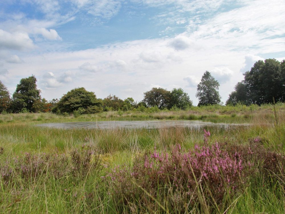 heide hulstreed zomer