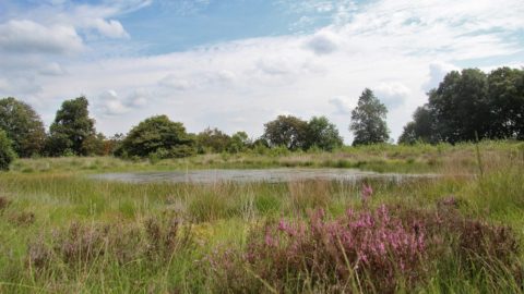 Gebied: Heide Hulstreed