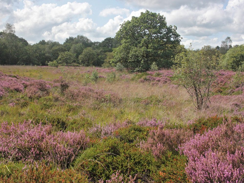 Kapellepôle