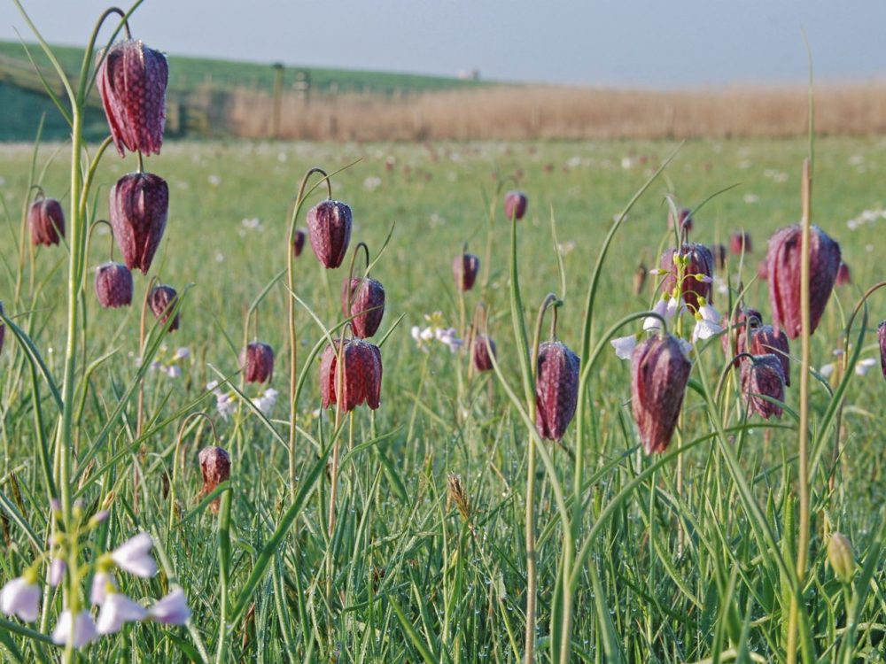 kievitsbloem