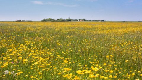 Gebied: Koarnwerterpolder