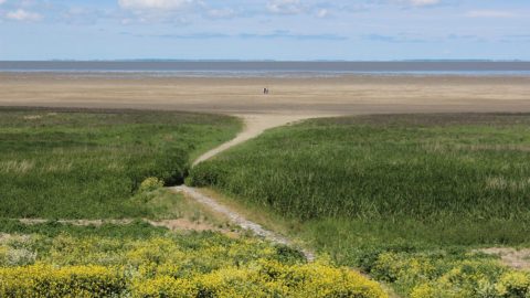 Gebied: Kwelder Westhoek