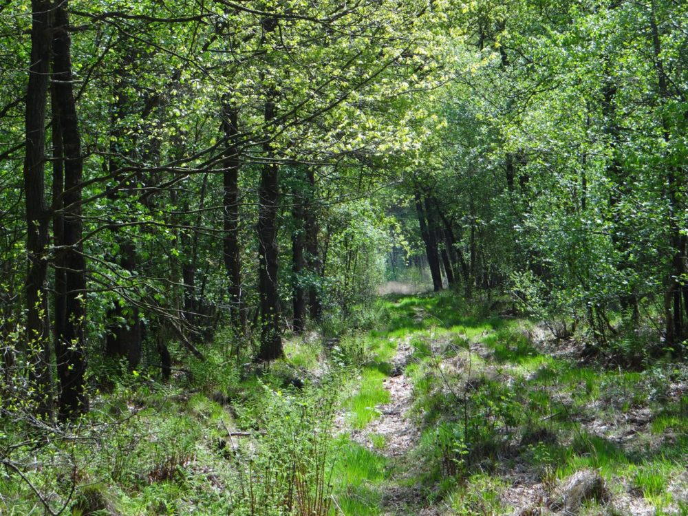 Lendebos