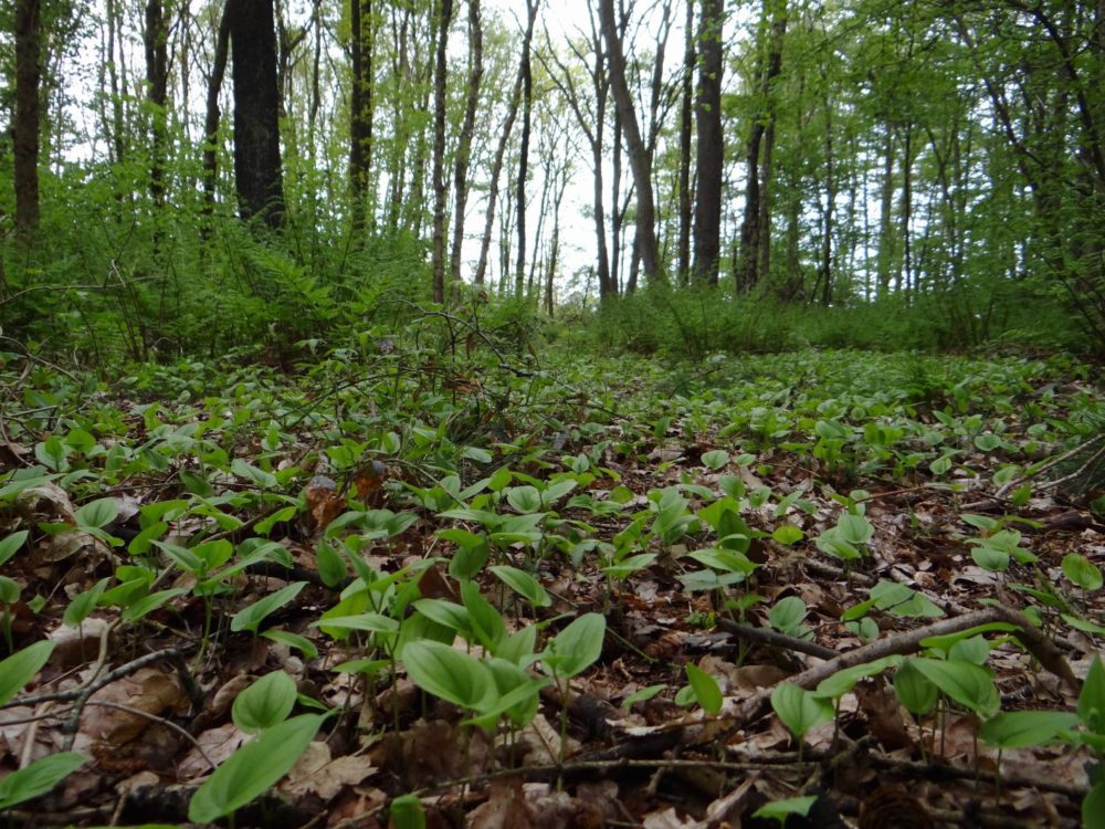 Lendebos