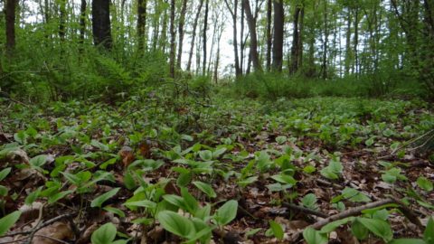 Gebied: Lendebos
