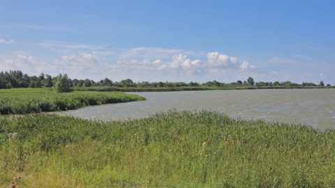 Gebied: Makkumerwaarden