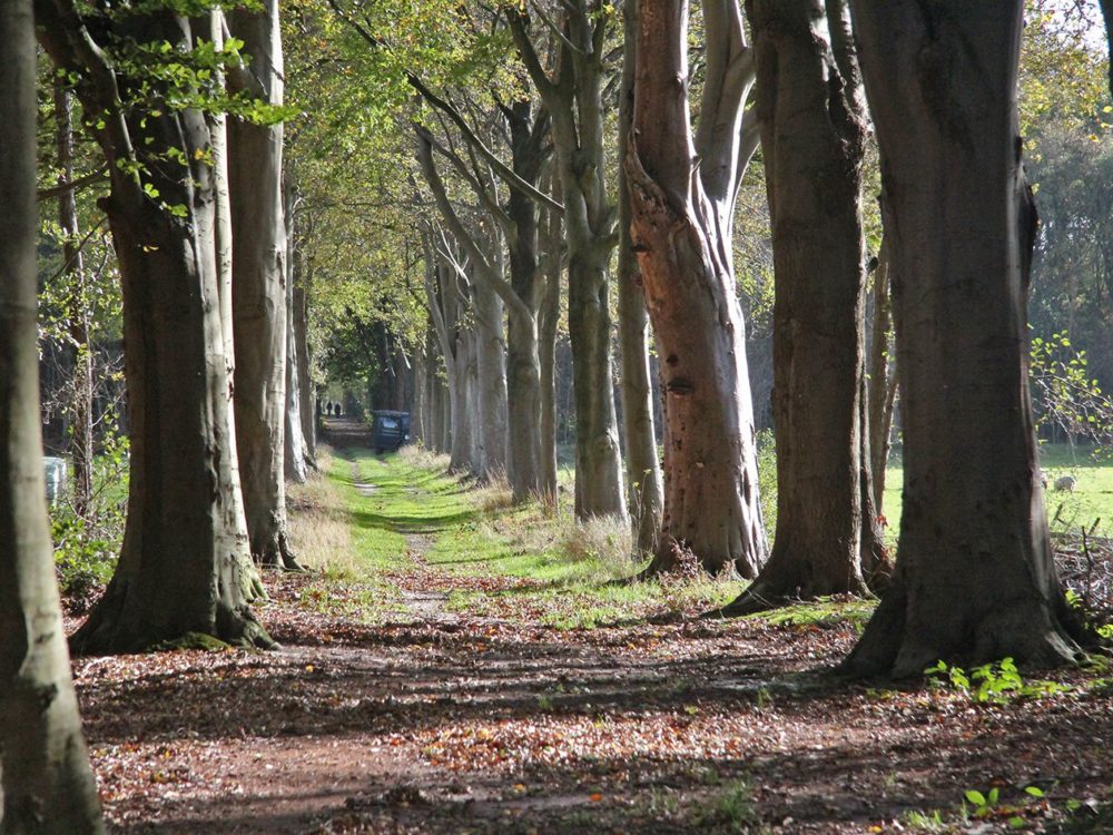 meulereed en meulebos