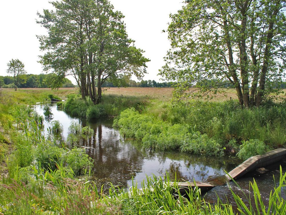 meulereed en meulebos vistrap