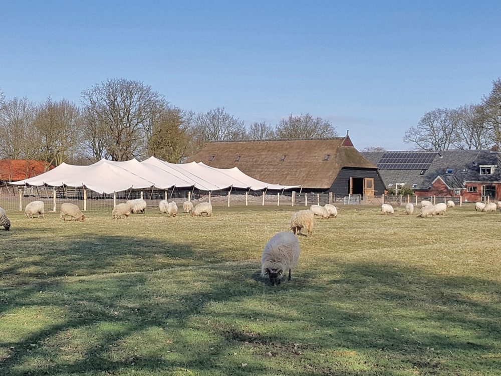 schaapskooi bakkeveen drentse heideschapen