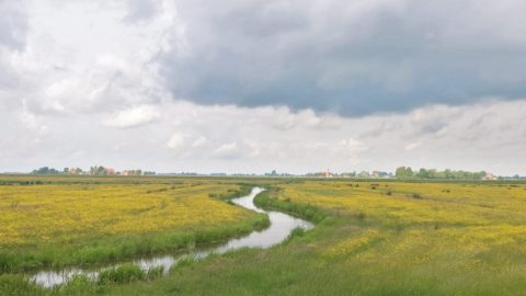 Gebied: Mûntsebuorsterpolder