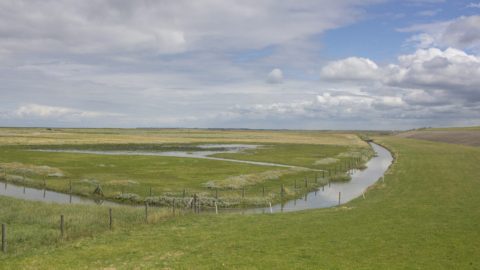 Bericht: Impuls voor natuur en beleving op kwelder Peazemerlannen