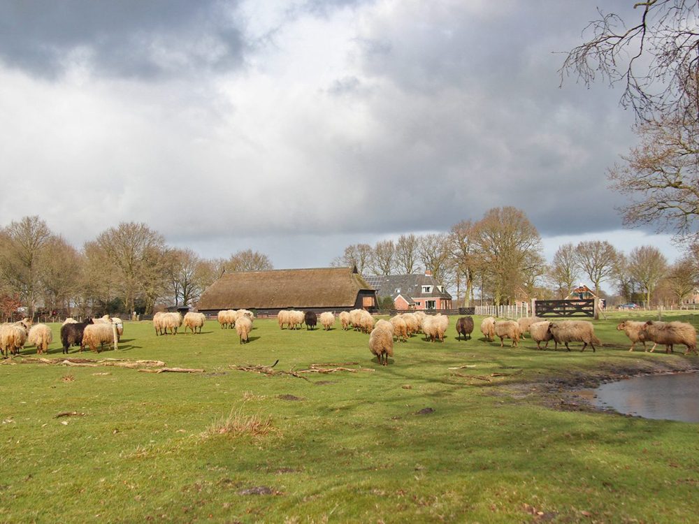 schaapskooi bakkeveen drentse heideschapen
