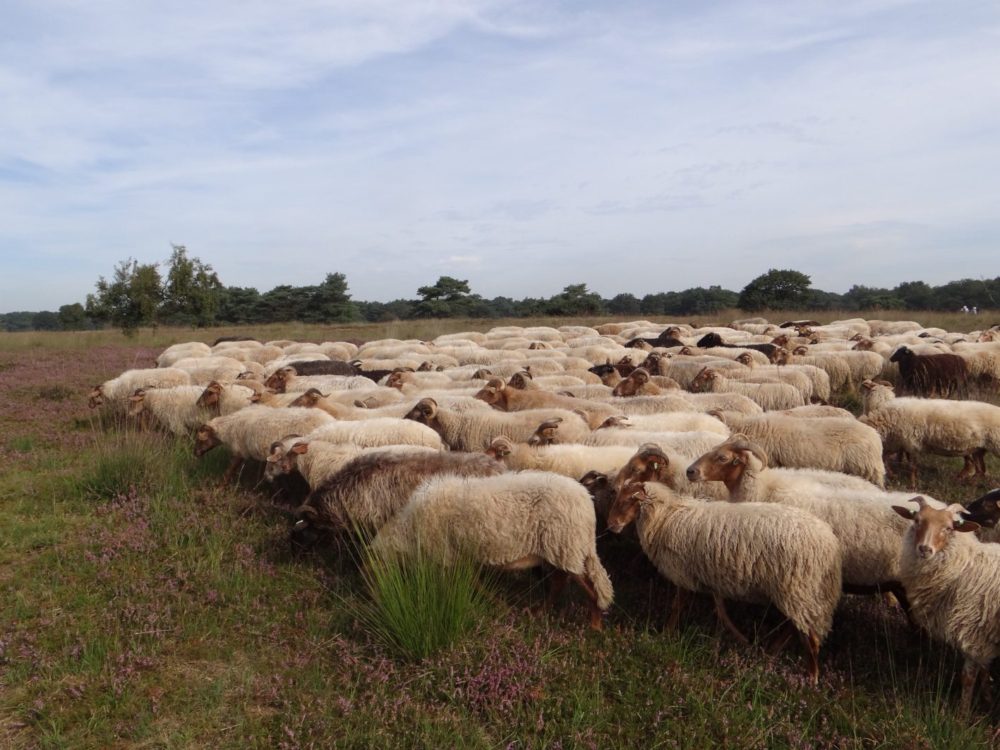 drentse heideschapen