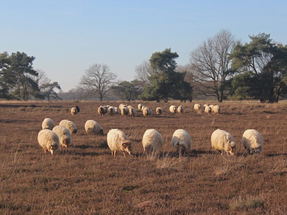 drentse heideschapen
