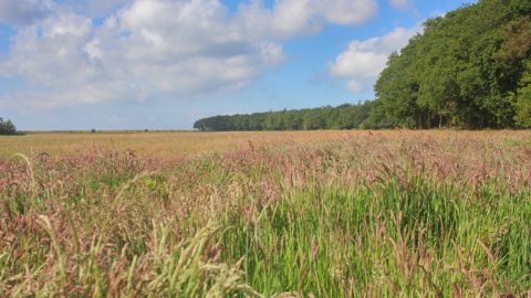 Gebied: Séfonsterpolder