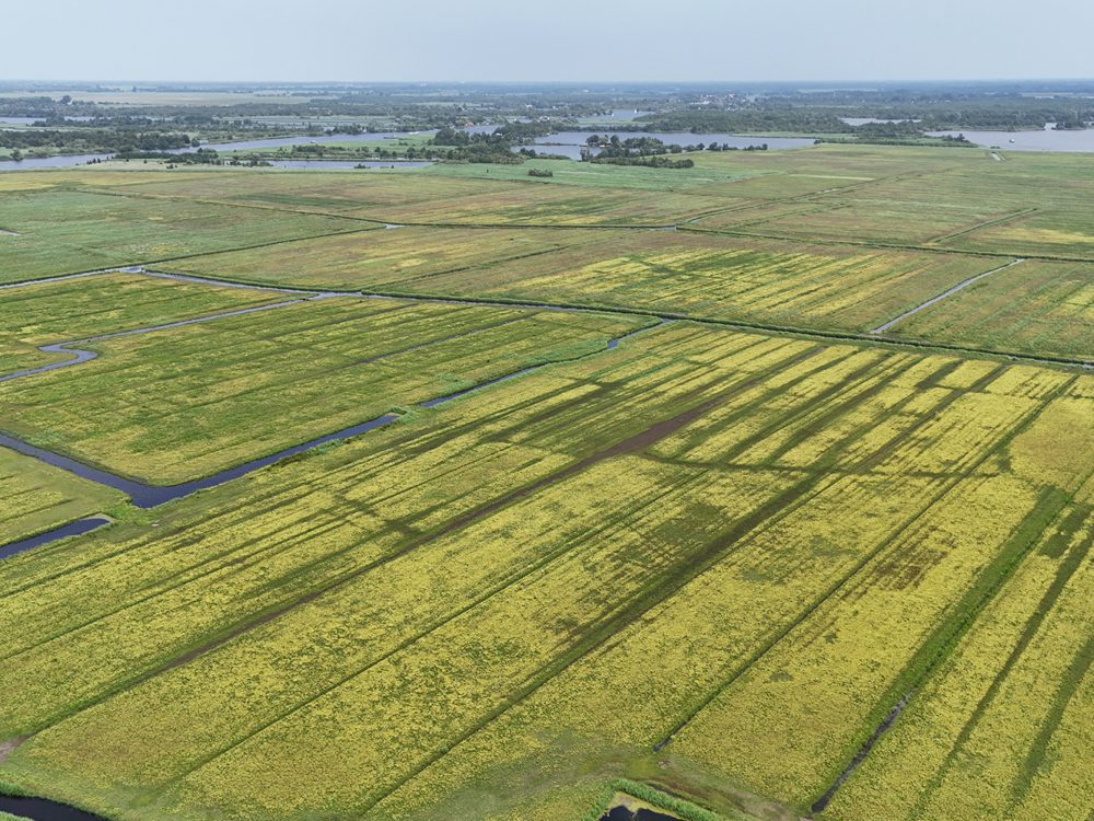 alde feanen wyldlannen