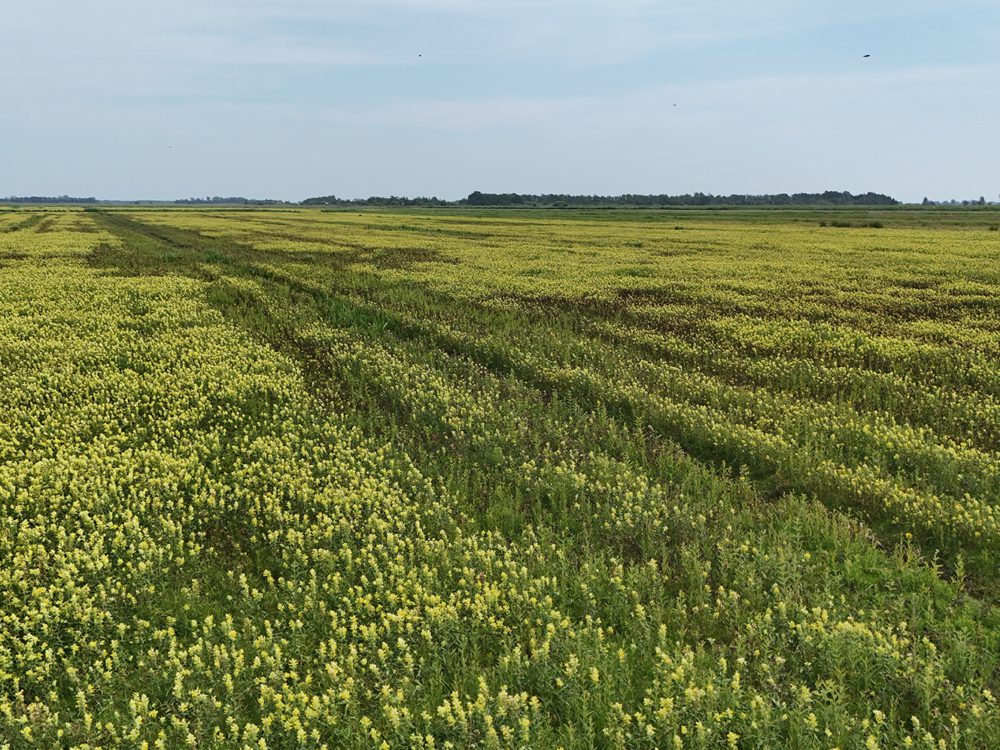 alde feanen wyldlannen