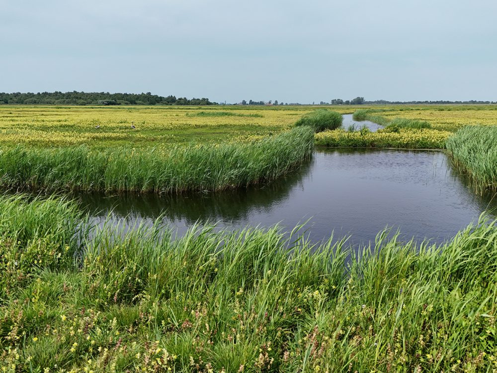 alde feanen wyldlannen