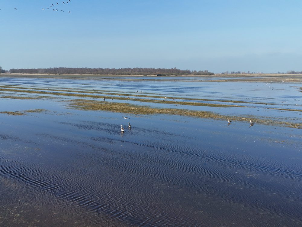 alde feanen wyldlannen