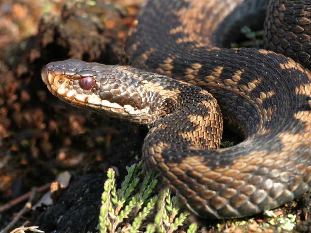 adder