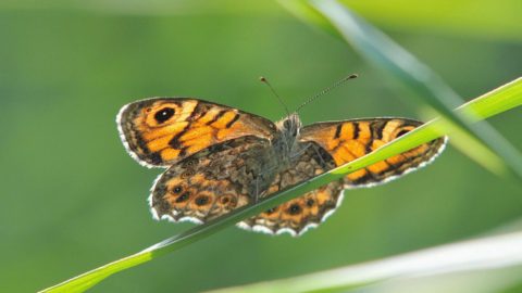 Flora en fauna: Argusvlinder