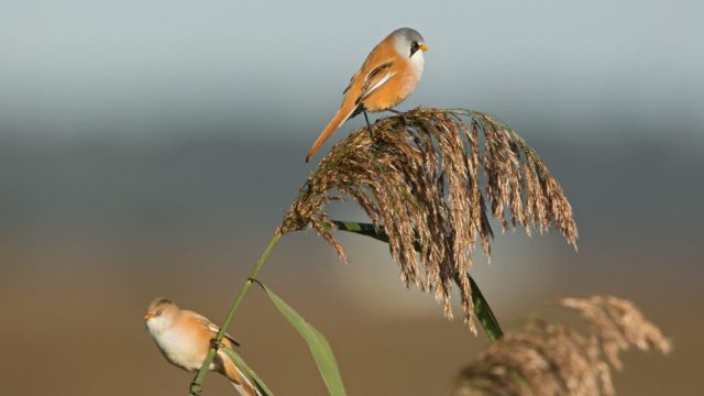 baardmannetje