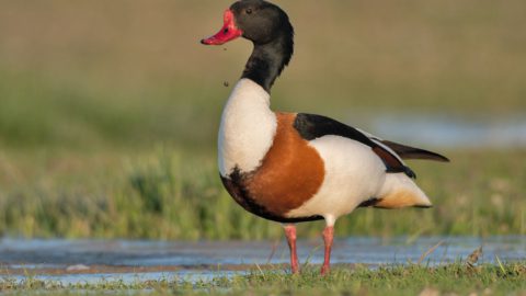 Flora en fauna: Bergeend