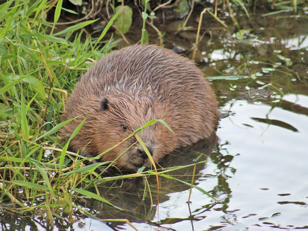 bever