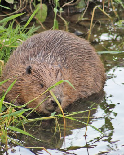 bever