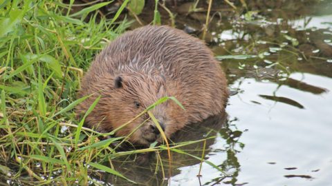 Flora en fauna: Bever