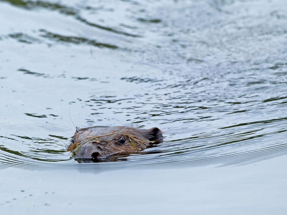 bever