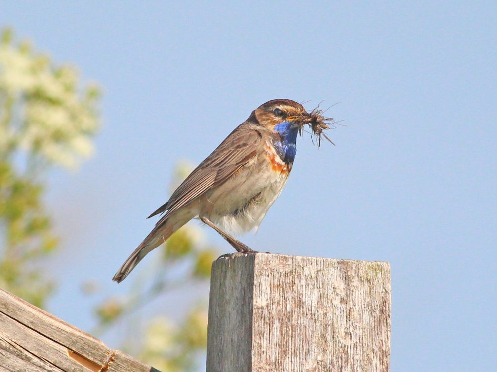 blauwborst