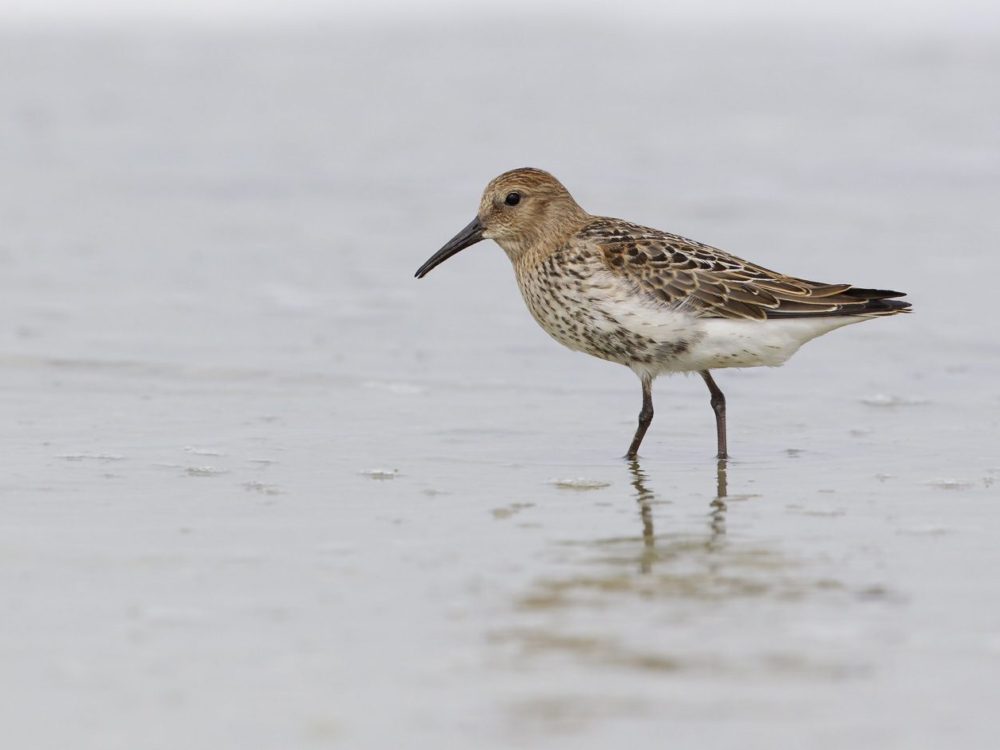 bonte strandloper