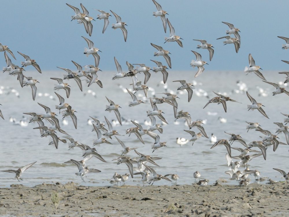 bonte strandloper