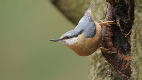 Flora en fauna: Boomklever