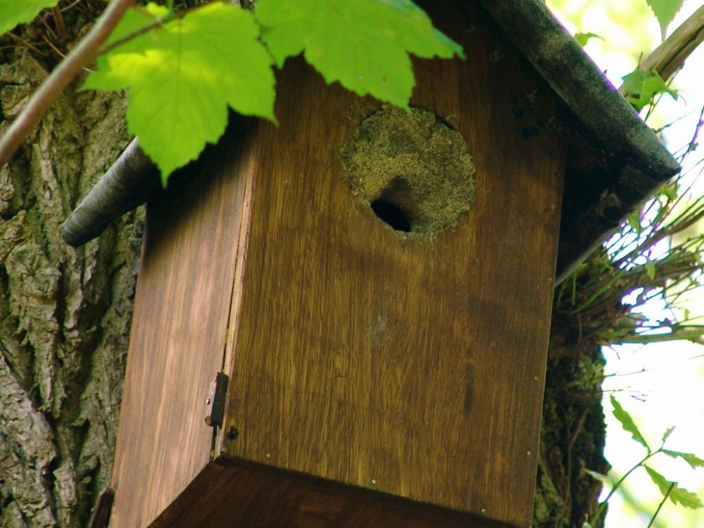 boomklever nest