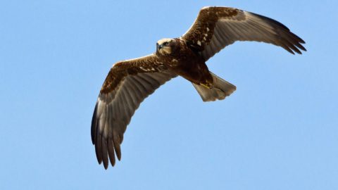 Flora en fauna: Bruine kiekendief