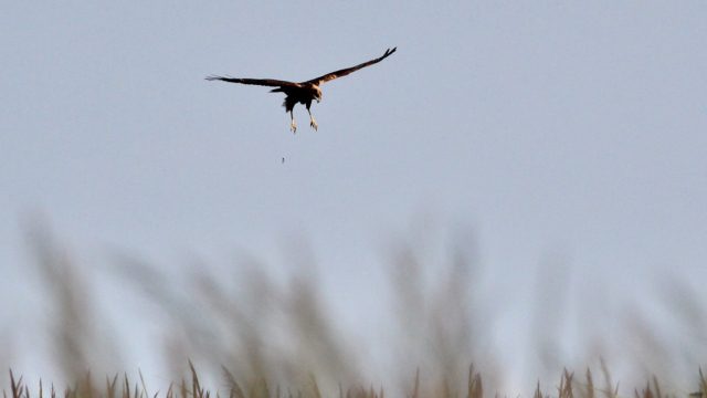 bruine kiekendief